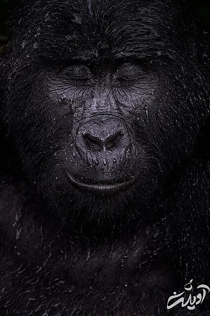 عکس های حیاتوحش برگزیده امسال را تماشا کنید